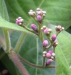 : - Paederia lanuginosa