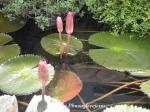 : - Nymphaea rubra