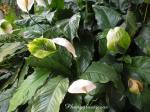 Einblatt - Spathiphyllum wallisii