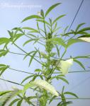 Kenaf-Hibiscus cannabinus