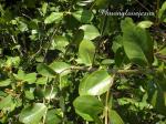 : - Avicennia marina subsp. marina