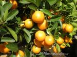 Kumquat - Citrus japonica