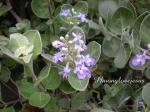 : - Vitex rotundifolia
