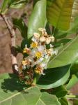 : - Byrsonima coccolobifolia