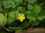 Indische Scheinerdbeere - Potentilla indica