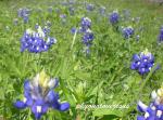 : - Lupinus texensis