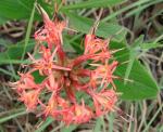 : - Chresta curumbensis