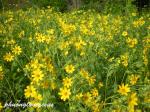 : - Engelmannia pinnatifida
