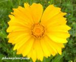 Lanzettblättriges Mädchenauge-Coreopsis lanceolata