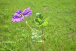 : - Erodium texanum