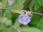 : - Jacquemontia agrestis