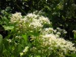 :-Mikania cordata