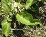 : - Asclepias oenotheroides