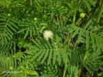 : - Desmanthus illinoensis