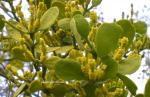 : - Phoradendron serotinum subsp. tomentosum