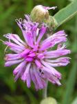: - Lessingianthus ammophilus