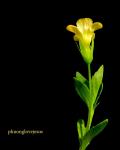 Goldstaub - Mecardonia procumbens