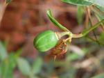: - Manihot gracilis