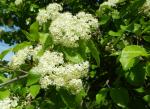: - Viburnum rufidulum