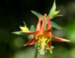 Karmesinrote Akelei - Aquilegia formosa