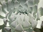 : - Dudleya brittonii