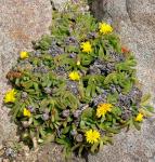 Langes Zungenblatt - Glottiphyllum longum