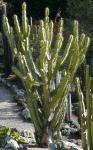 : - Cereus childsii