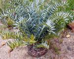: - Encephalartos horridus