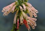 : - Erica glandulosa