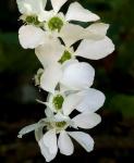 Dahurische Radspiere - Exochorda giraldii