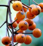 Orangenkirsche - Idesia polycarpa