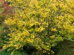 : - Acer henryi