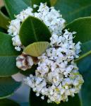 : - Ceanothus ferrisiae