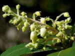 : - Comarostaphylis diversifolia subsp. planifolia