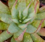 : - Aloe microstigma
