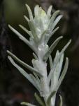 : - Castilleja lanata subsp. hololeuca