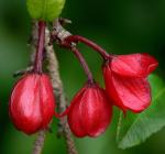 : - Ochna pulchra