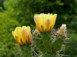 : - Opuntia prolifera