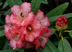 : - Rhododendron floccigerum