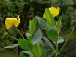 : - Dendromecon harfordii