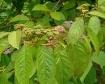 : - Callicarpa pilosissima