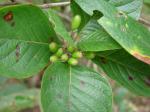: - Coussarea platyphylla