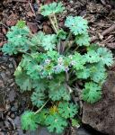 : - Androsace rotundifolia