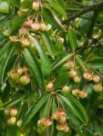 :-Euonymus grandiflorus