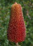 : - Banksia praemorsa