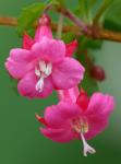 : - Fuchsia thymifolia