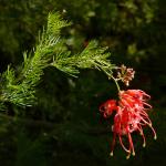 : - Grevillea fililoba