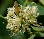 : - Hakea salicifolia