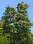 : - Lyonothamnus floribundus subsp. floribundus