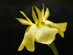 : - Moraea ramosissima